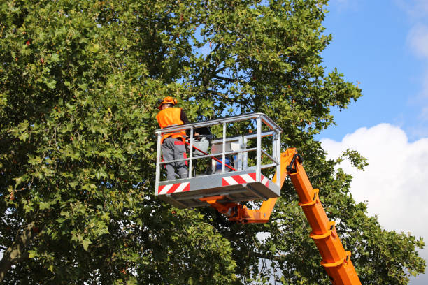 Best Tree Disease Treatment  in Trafford, PA